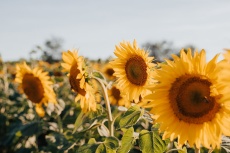 Bild: pixaybay_sunflowers-7353922_1280 Bild: pixaybay_sunflowers-7353922_1280