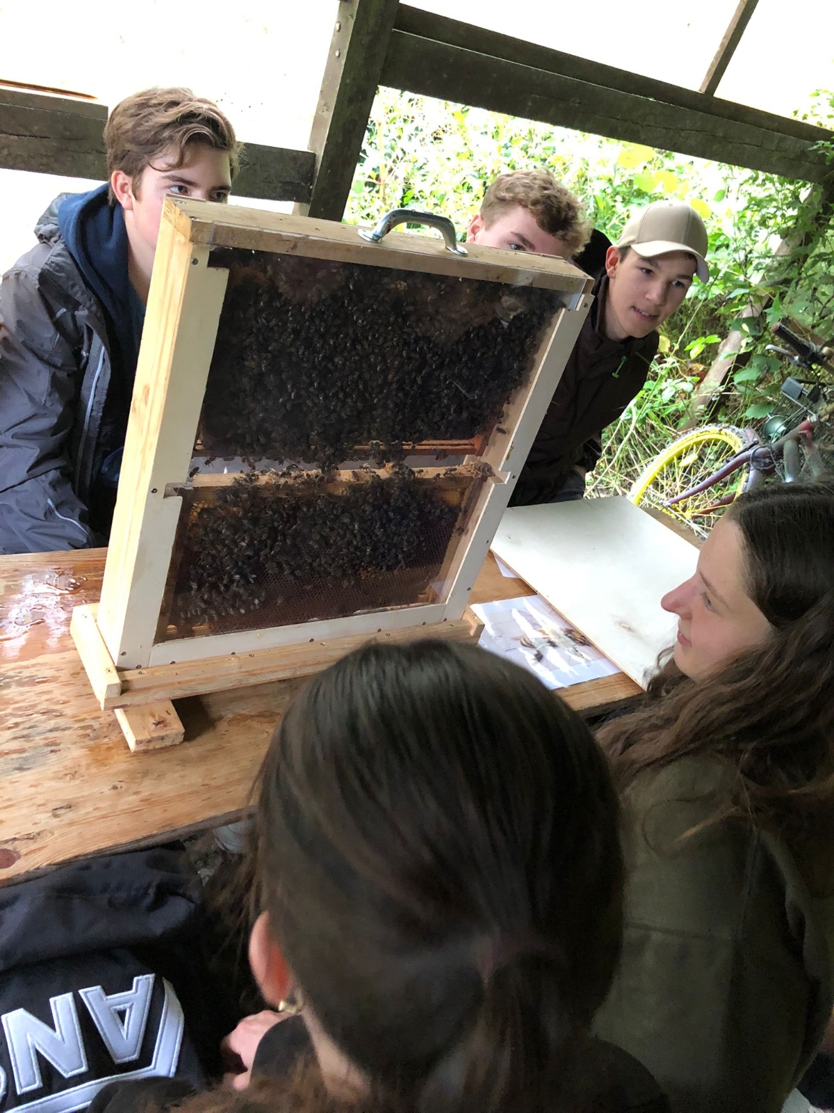 Firmanden beobachten Bienen an Waben