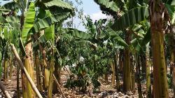 Bananen mit Kaffeeunterpflanzung