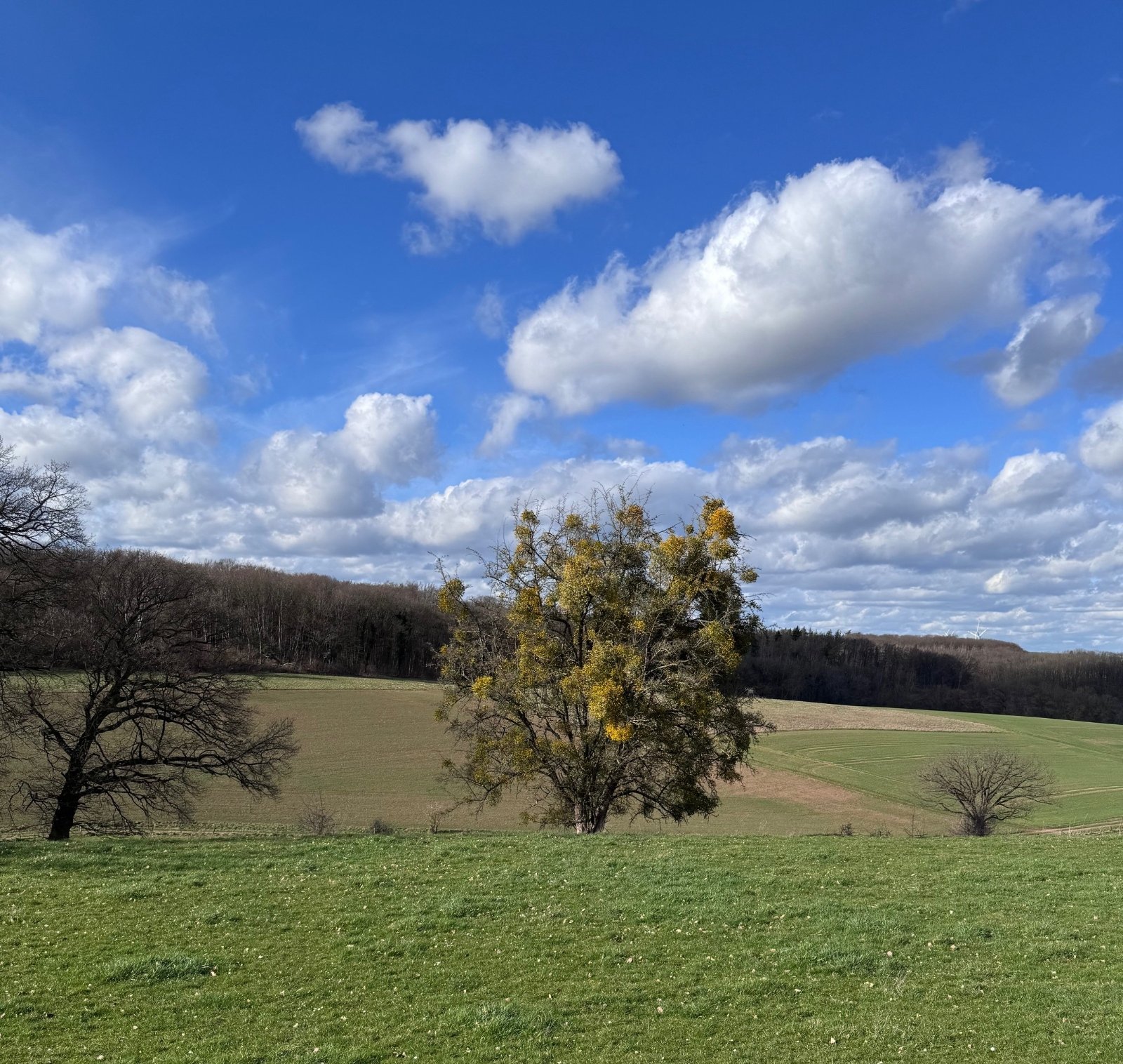 2026 Frühling - März (c) r.k.