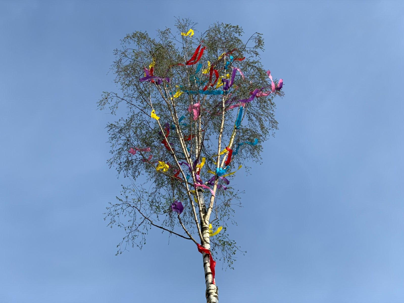 Maibaum Witterschlick (c) r.k.