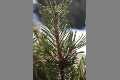 Advent_IMG__9967