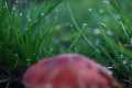 Elemente_IMG_1035