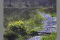 Natur_DSCN1634