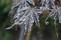 Natur_IMG_0736