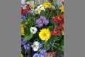 Natur_P1010940