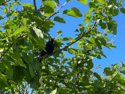 Amsel im Versteck