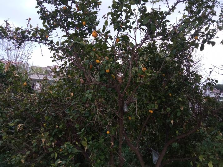 Hier wachsen Zitronen und Apfelsinen auf den Bäumen 