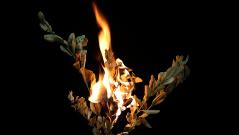<em>©SilviaBins; Trockene Palmzweige werden am Aschermittwoch verbrannt.</em>