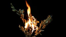 <em>©SilviaBins; Trockene Palmzweige werden am Aschermittwoch verbrannt.</em>